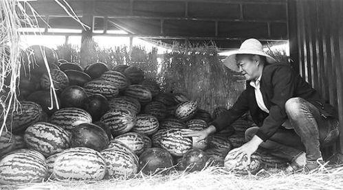 西藏吃瓜群众视频,揭秘当地生活百态