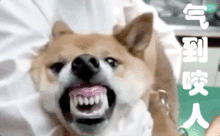 狗瓜儿怎么吃才好吃视频,视频揭秘家常烹饪秘诀