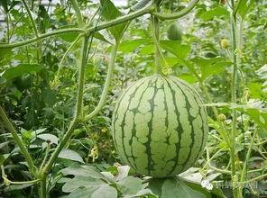 盘点近年经典吃瓜事件视频,网络舆论场上的风云变幻