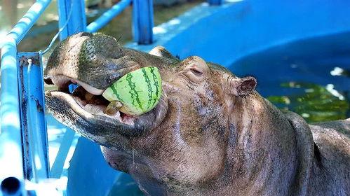 河马吃瓜搞怪视频大全下载,趣味视频大全下载推荐