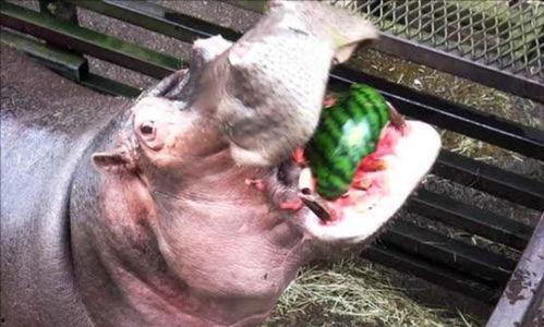 河马吃瓜搞怪视频大全下载,趣味视频大全下载推荐