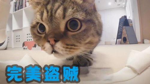 吃瓜猫咪被当场抓获视频,萌态百出引网友热议