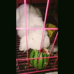 兔牙吃瓜视频大全,盘点娱乐圈那些鲜为人知的幕后故事