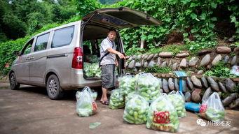 雅安吃瓜视频,揭秘当地特色美食背后的故事
